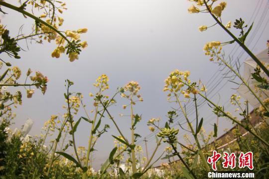 欧冠官方网站教授付东辉培育出的彩色油菜花。　王昊阳 摄
